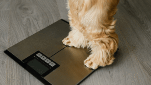 Monitoring your cat’s weight